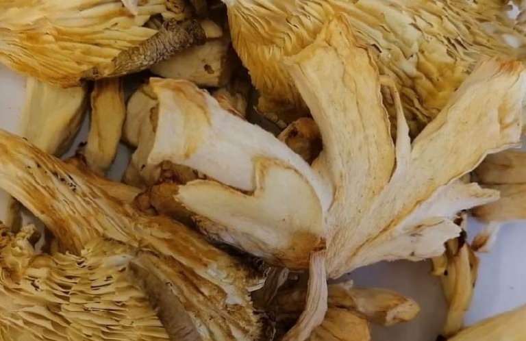 photo-offer-boczniakkrojony